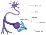 Parkinson's Protocol