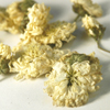 Chrysanthemum